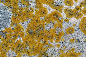 Attēlu rezultāti vaicājumam “Caloplaca scopularis”