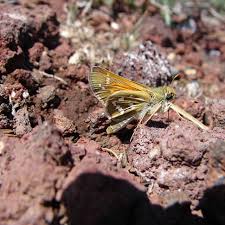 Attēlu rezultāti vaicājumam “Hesperia comma underside”
