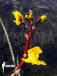 Attēlu rezultāti vaicājumam “Utricularia vulgaris flower”