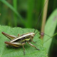 Attēlu rezultāti vaicājumam “Metrioptera roeselii”