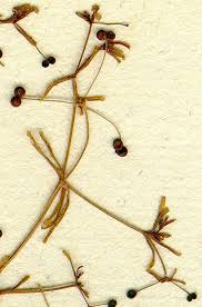 Attēlu rezultāti vaicājumam “Galium trifidum”