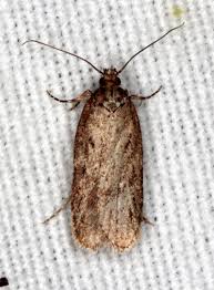 Attēlu rezultāti vaicājumam “Depressaria olerella imago”