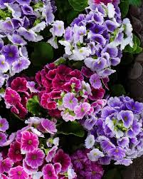 Image result for Primula obconica