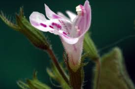 Attēlu rezultāti vaicājumam “Clinopodium vulgare flower”