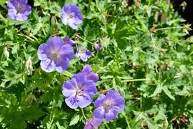 Attēlu rezultāti vaicājumam “Geranium pratense bud”