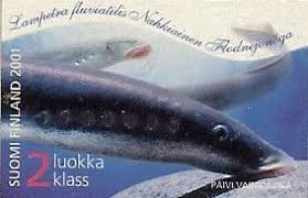 Image result for Lampetra fluviatilis