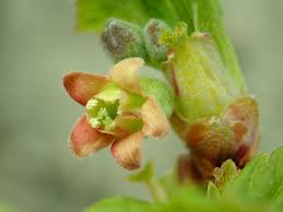 Attēlu rezultāti vaicājumam “Ribes nigrum flower”