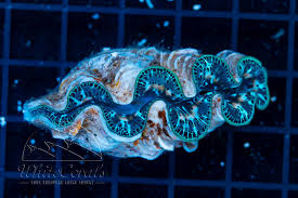 Image result for tridacna