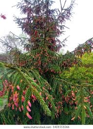 Attēlu rezultāti vaicājumam “Picea abies male flower”