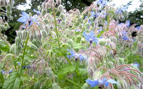 Image result for Borretsch