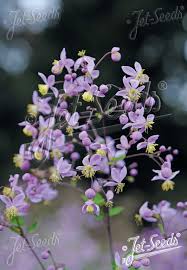 Attēlu rezultāti vaicājumam “Thalictrum”