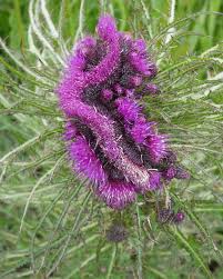 Attēlu rezultāti vaicājumam “Cirsium palustre flower”