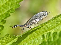 Attēlu rezultāti vaicājumam “Raphidioptera imago”