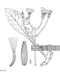 Attēlu rezultāti vaicājumam “Crepis biennis”