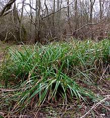 Attēlu rezultāti vaicājumam “Festuca gigantea”