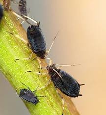 Attēlu rezultāti vaicājumam “Aphis confusa”