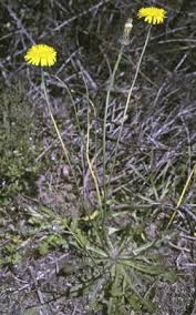 Attēlu rezultāti vaicājumam “Hypochaeris radicata leaf”