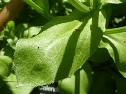 Attēlu rezultāti vaicājumam “Calendula officinalis leaf”