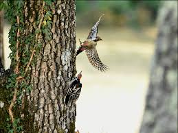 Attēlu rezultāti vaicājumam “Dendrocopos medius”