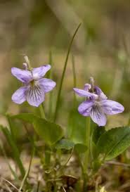 Attēlu rezultāti vaicājumam “Viola rupestris”