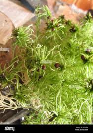 Attēlu rezultāti vaicājumam “Sphagnum fimbriatum”