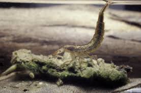 Attēlu rezultāti vaicājumam “Dytiscus sp. larva”