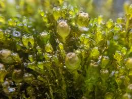 Attēlu rezultāti vaicājumam “Gymnocolea inflata”