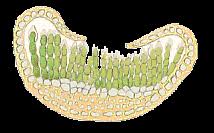 Attēlu rezultāti vaicājumam “Aloina rigida sporophyte”