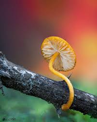 Attēlu rezultāti vaicājumam “Stemonitopsis typhina stalked”