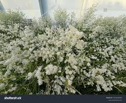 Attēlu rezultāti vaicājumam “Lepidium latifolium flower”