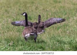 Attēlu rezultāti vaicājumam “Branta canadensis adult”