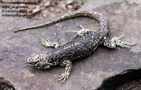 Attēlu rezultāti vaicājumam “Lycogala irregulare”