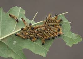 Attēlu rezultāti vaicājumam “Phalera bucephala”