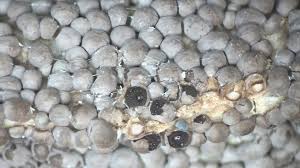 Attēlu rezultāti vaicājumam “Diderma subviridifuscum”