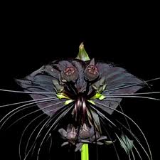 Image result for Tacca chantrieri