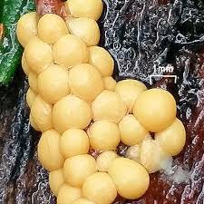 Attēlu rezultāti vaicājumam “Lycogala confusum spores”