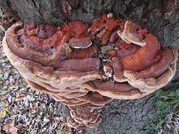 Attēlu rezultāti vaicājumam “Diderma rufostriatum sessile”