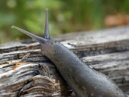 Attēlu rezultāti vaicājumam “Limax cinereoniger”