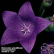 Attēlu rezultāti vaicājumam “Campanulaceae”