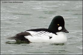 Attēlu rezultāti vaicājumam “Bucephala clangula juvenile”