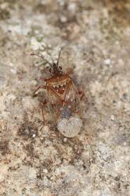 Attēlu rezultāti vaicājumam “Kleidocerys resedae”