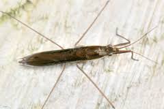 Attēlu rezultāti vaicājumam “Limnoporus rufoscutellatus”