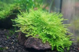 Attēlu rezultāti vaicājumam “Cratoneuron filicinum”