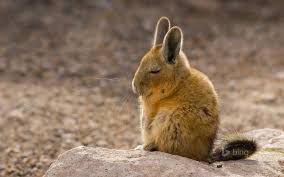 Image result for viscacha