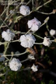 Image result for Lychnis coronaria alba