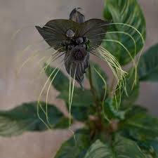 Image result for Tacca chantrieri