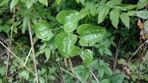 Attēlu rezultāti vaicājumam “Trichia ambigua stalked”