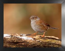 Attēlu rezultāti vaicājumam “Prunella modularis”