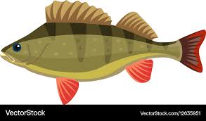 Image result for Perca fluviatilis