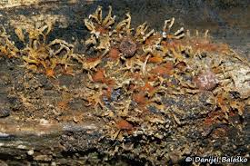 Attēlu rezultāti vaicājumam “Hypoxylon fragiforme / howeianum”